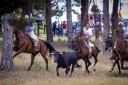 Tramos de monte hasta el descansadero de la Venta del Aire - MARIO TEJEDOR (12)