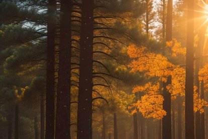 Paisajes de naturaleza soriana en la versión de la inteligencia artificial.