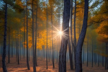 Otro paisaje de naturaleza soriana