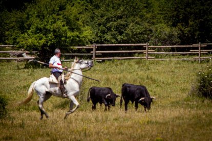 Tramos de monte hasta el descansadero de la Venta del Aire - MARIO TEJEDOR (3)