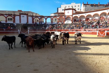 Los novillos acompañados de los cabestros ya en el coso.-MARIO TEJEDOR