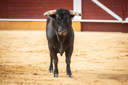 Corrida de rejones en la plaza de toros de Soria.-G. MONTESEGURO