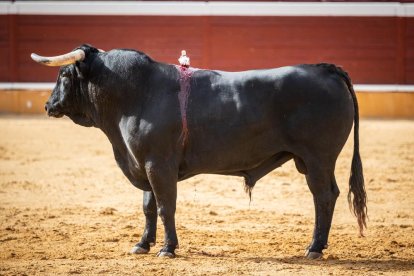 Corrida de rejones en la plaza de toros de Soria.-G. MONTESEGURO