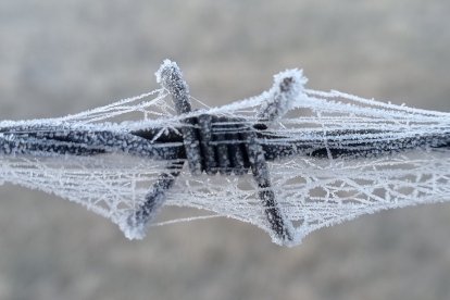 Fuerte helada sobre una telaraña en un alambre de espino localizada en Duruelo. AGUSTÍN SANDOVAL