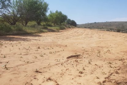 Campo de girasol