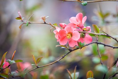 Imágenes de la primavera en Soria. MARIO TEJEDOR