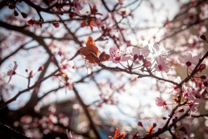 Imágenes de la primavera en Soria. MARIO TEJEDOR