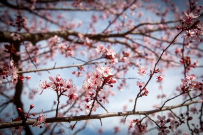 Imágenes de la primavera en Soria. MARIO TEJEDOR