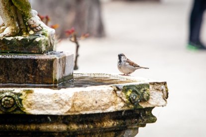 Imágenes de la primavera en Soria. MARIO TEJEDOR