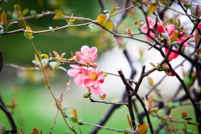 Imágenes de la primavera en Soria. MARIO TEJEDOR
