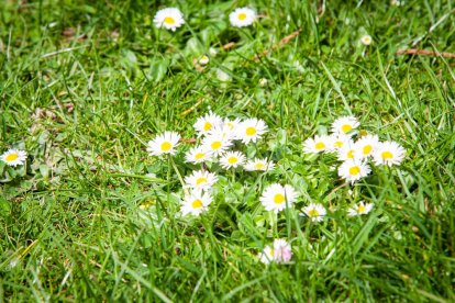Imágenes de la primavera en Soria. MARIO TEJEDOR