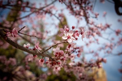 Imágenes de la primavera en Soria. MARIO TEJEDOR