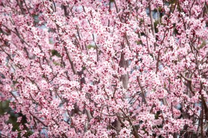 Imágenes de la primavera en Soria. MARIO TEJEDOR