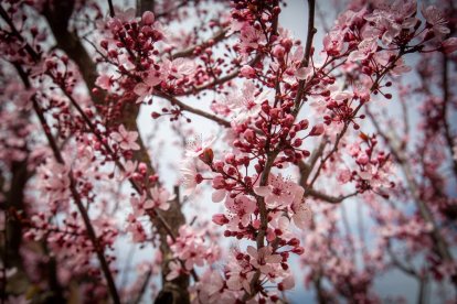 Imágenes de la primavera en Soria. MARIO TEJEDOR