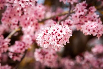 Imágenes de la primavera en Soria. MARIO TEJEDOR
