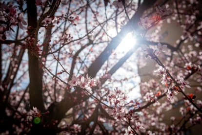 Imágenes de la primavera en Soria. MARIO TEJEDOR
