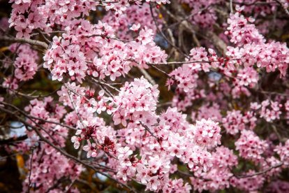 Imágenes de la primavera en Soria. MARIO TEJEDOR