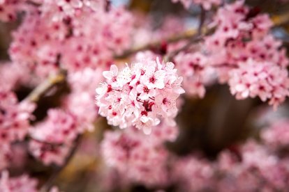 Imágenes de la primavera en Soria. MARIO TEJEDOR