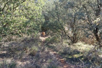 Por el sendero turístico de Los Rábanos