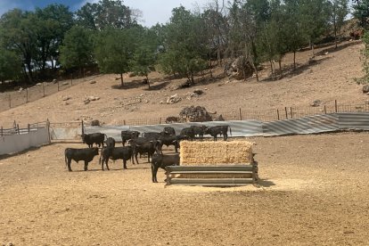 Amigos de La Saca elige a los novillos para los festejos de San Juan 2023 en Valonsadero y Soria. HDS