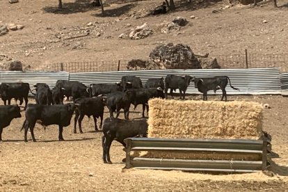 Amigos de La Saca elige a los novillos para los festejos de San Juan 2023 en Valonsadero y Soria. HDS