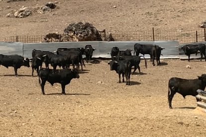 Amigos de La Saca elige a los novillos para los festejos de San Juan 2023 en Valonsadero y Soria. HDS