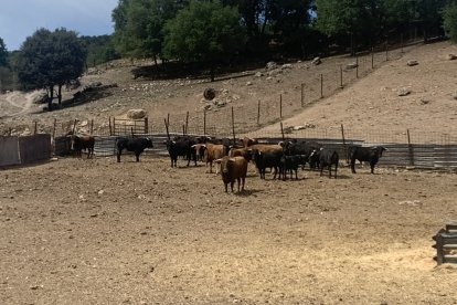 Amigos de La Saca elige a los novillos para los festejos de San Juan 2023 en Valonsadero y Soria. HDS