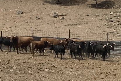 Amigos de La Saca elige a los novillos para los festejos de San Juan 2023 en Valonsadero y Soria. HDS