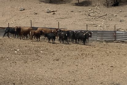 Amigos de La Saca elige a los novillos para los festejos de San Juan 2023 en Valonsadero y Soria. HDS