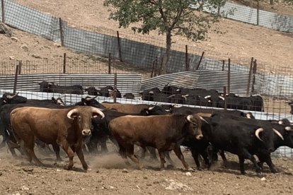 Amigos de La Saca elige a los novillos para los festejos de San Juan 2023 en Valonsadero y Soria. HDS