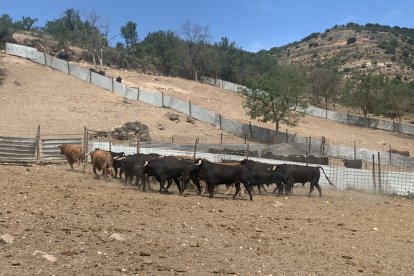 Amigos de La Saca elige a los novillos para los festejos de San Juan 2023 en Valonsadero y Soria. HDS