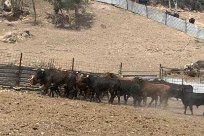 Amigos de La Saca elige a los novillos para los festejos de San Juan 2023 en Valonsadero y Soria. HDS