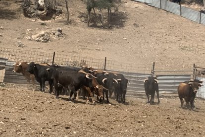 Amigos de La Saca elige a los novillos para los festejos de San Juan 2023 en Valonsadero y Soria. HDS