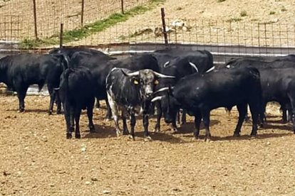 Los toros de San Juan (2)