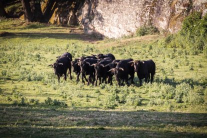 Celebración matutina del Lavalenguas de San Juan 2022 en Soria. GONZALO MONTESEGURO