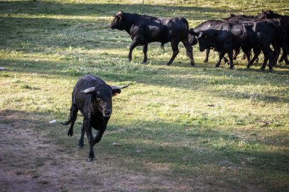 Celebración matutina del Lavalenguas de San Juan 2022 en Soria. GONZALO MONTESEGURO