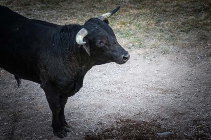 Celebración matutina del Lavalenguas de San Juan 2022 en Soria. GONZALO MONTESEGURO