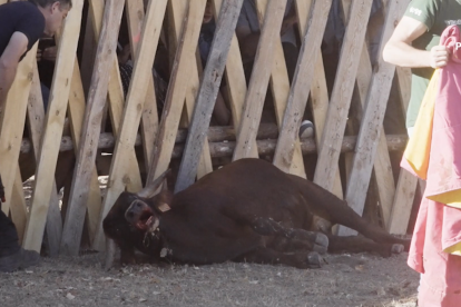 Becerrada en Vinuesa el 17 de agosto de 2022.-PACMA