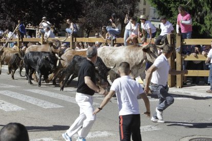 El encierro previo a San Juan cala poco a poco en Soria.