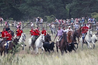La Saca es para muchos el momento clave de las fiestas de Soria.