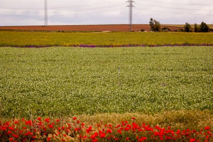 El Canal de regadío de Almazán cumple 50 años. - MARIO TEJEDOR