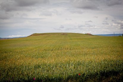 El Canal de regadío de Almazán cumple 50 años. - MARIO TEJEDOR