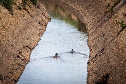 El Canal de regadío de Almazán cumple 50 años. - MARIO TEJEDOR
