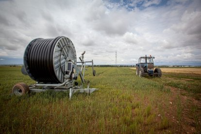 El Canal de regadío de Almazán cumple 50 años. - MARIO TEJEDOR