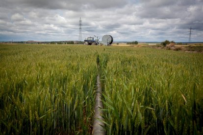 El Canal de regadío de Almazán cumple 50 años. - MARIO TEJEDOR