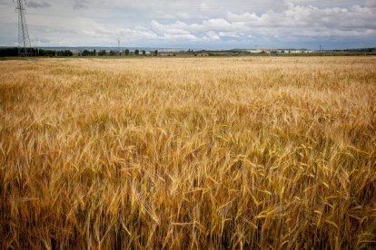El Canal de regadío de Almazán cumple 50 años. - MARIO TEJEDOR
