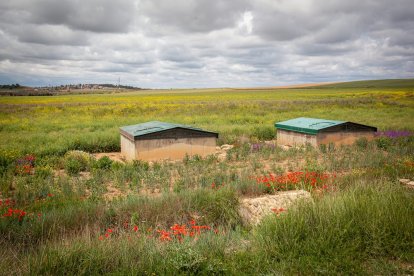 El Canal de regadío de Almazán cumple 50 años. - MARIO TEJEDOR