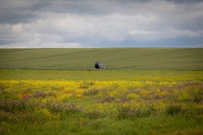 El Canal de regadío de Almazán cumple 50 años. - MARIO TEJEDOR