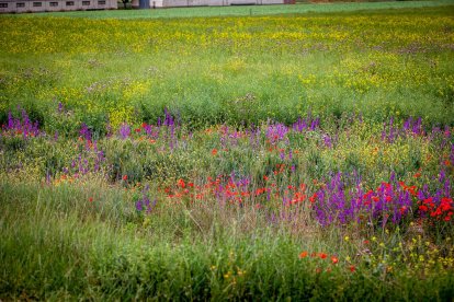 El Canal de regadío de Almazán cumple 50 años. - MARIO TEJEDOR