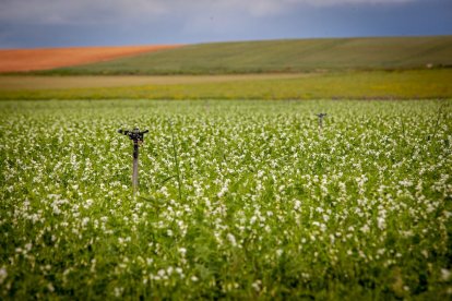 El Canal de regadío de Almazán cumple 50 años. - MARIO TEJEDOR